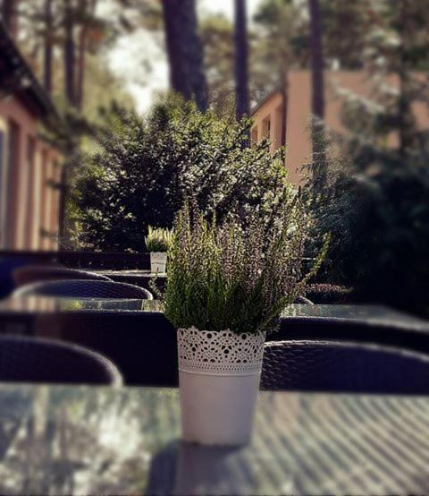 Osrodek Wypoczynkowy W Sosnowym Lesie Hotel เมียนซีวอเจีย ภายนอก รูปภาพ